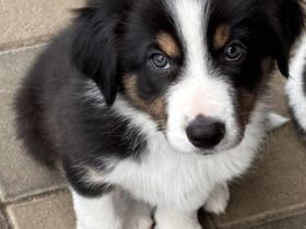 Reinrassige Border Collie Welpen