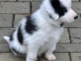 Reinrassige Border Collie Welpen