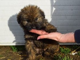 Tito bringt dein Herz zum Schmelzen