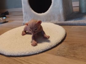 Sphynx Katzebaby zu verkaufen