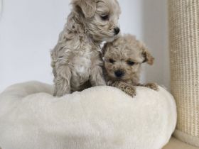 Zuckersüße Maltipoo Welpen