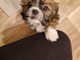 Shih Tzu Rüde