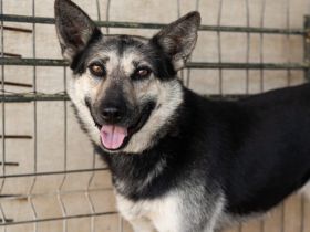 Dita sucht einfühlsame Menschen