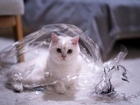 Menschenbezogener kastrierter BKH-Kater in liebevolle Hände abzugeben