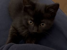 Katzenbabies/ Kitten