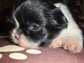 Es sind noch 2 süße Pekingnese Welpen da Rüden