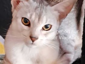 Abessinier-Deckkater in schwarz-silberfarben