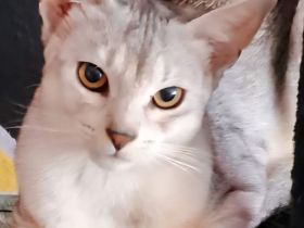 Abessinier-Deckkater in schwarz-silberfarben