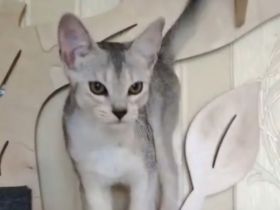 Abessinier-Deckkater in schwarz-silberfarben