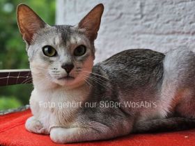 Abessinier-Deckkater in schwarz-silberfarben