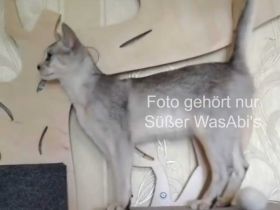 Abessinier-Deckkater in schwarz-silberfarben