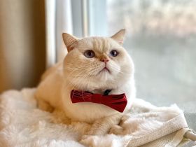 BKH Red Point Deckkater mit Stammbaum