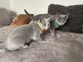 Abgabebereit! Russisch blau mit Stammbaum von seriösen Züchter