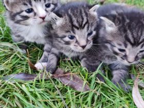 Kleine Kätzchen abzugeben