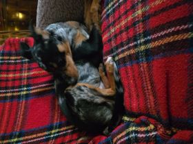 Pinscher sucht zu Hause