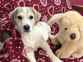 Kelly ein kleinbleibendes Mädchen