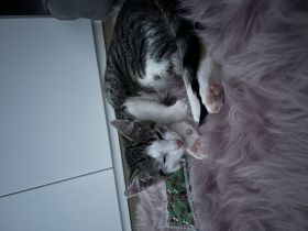 Katze 3 Monate alt abzugeben weiblich