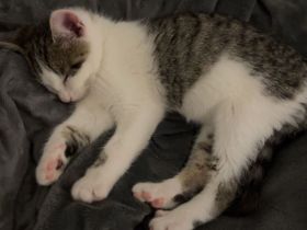 Baby Katzen abzugeben