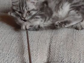 Wunderschöne BKH Katze!