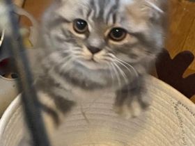 Wunderschöne BKH Katze!