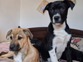 Drei muntere Mischlings - Welpen suchen ein liebevolles Zuhause!