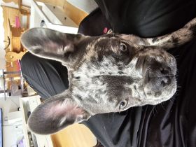 Französische Bullys Pärchen