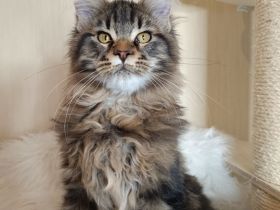 Reinrassige Maine Coon Kitten mit Stammbaum