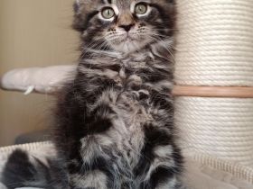 Reinrassige Maine Coon Kitten mit Stammbaum