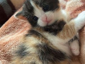 Calico baby Katze