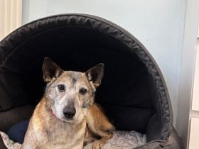 Bunic auf Pflegestelle in 44866 Bochum sucht sein Für-immer-Zuhause