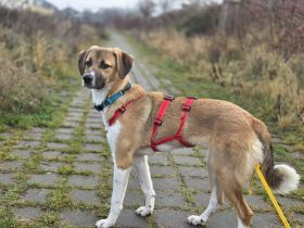 Ronja auf Pflegestelle in 15366 Hoppegarten sucht ihr Für-immer-Zuhause