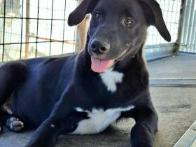 Peppi sucht sein Für-immer-Zuhause