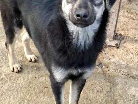 Nina sucht ihr Für-immer-Zuhause