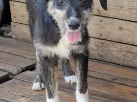 Libelle sucht ihr Für-immer-Zuhause