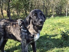 Olaf will endlich seine Menschen finden