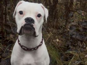 Süße Boxer Hündin 13 Monate