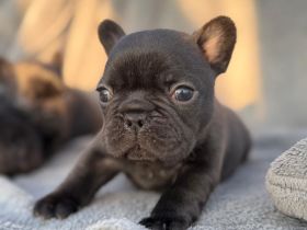 Französische bulldogg