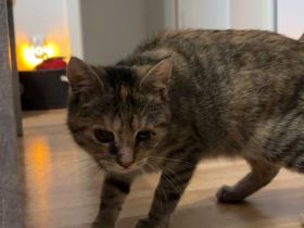 Katze in liebevolle Hände zu geben