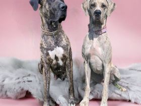 Deutsche Doggen Welpen