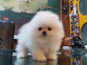 Pomeranian-Welpen zu verkaufen.