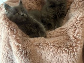 Maine coon Kitten mit Gesundheitszeugnis