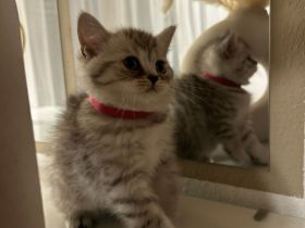 Reinrassige BKH Kitten