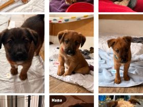 Liebevolle Plätze für Australian-Shepherd–Irish-Terrier-Welpen gesucht