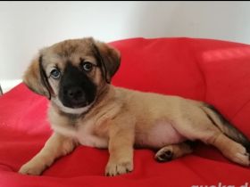 Tito Welpen papa havaneser mama shih Tzu sthiso