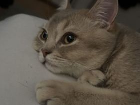 Katze Britischkurzhaar