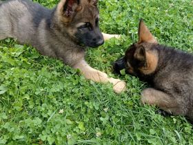 Deutscher Schäferhund Rüde