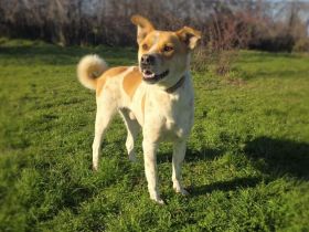 Ginger ein toller Rüde