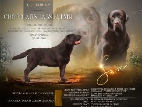 Labrador Retriever Deckrüde