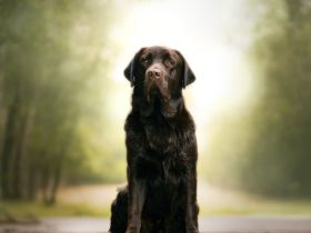 Labrador Retriever Deckrüde