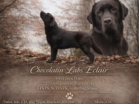 Labrador Retriever Deckrüde